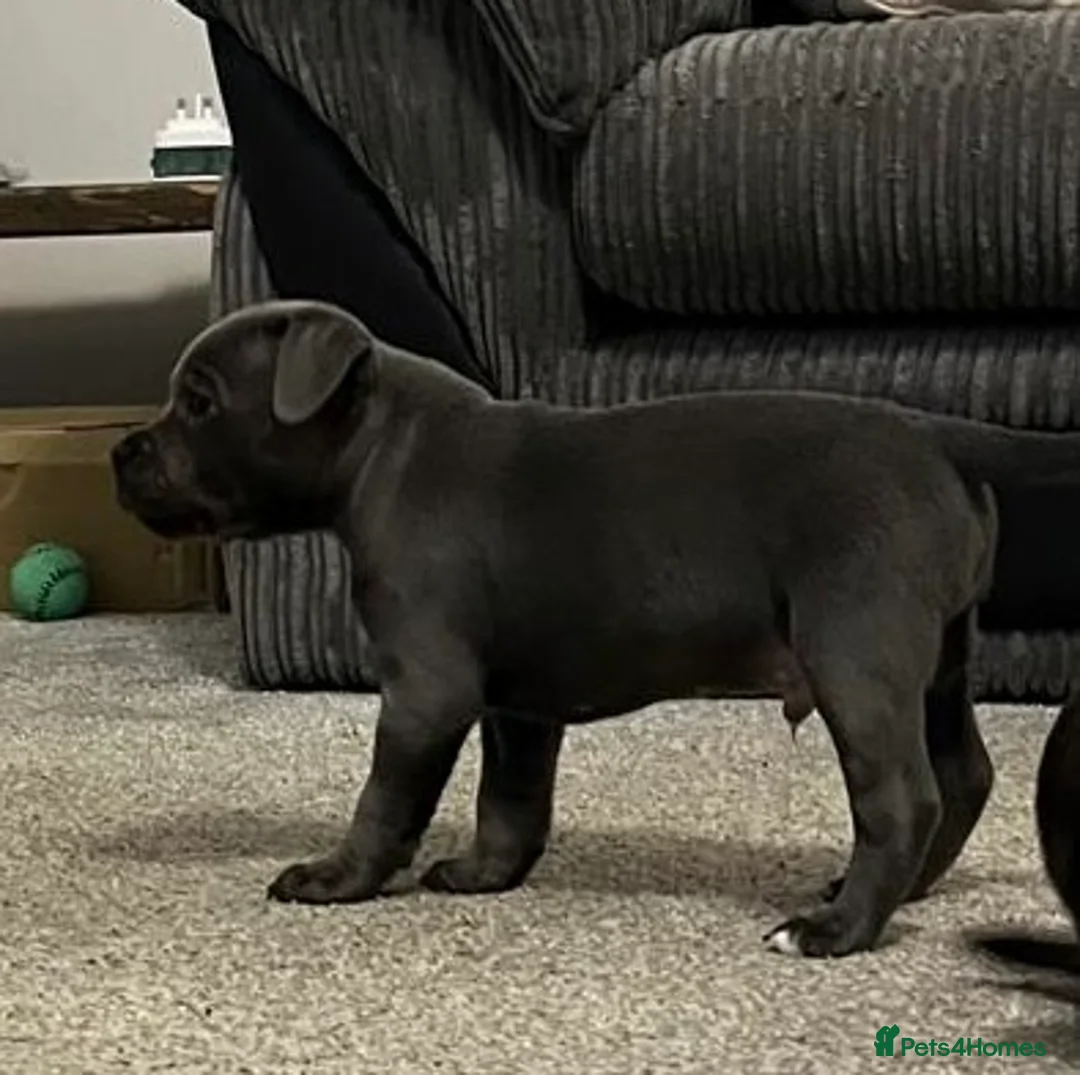 Staffordshire Bull Terrier dogs for sale: KC Champion Blue Staffordshire bull terrier - Advert 12