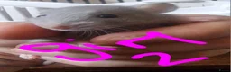 Rat rodents for sale: Baby rats  - Advert 7
