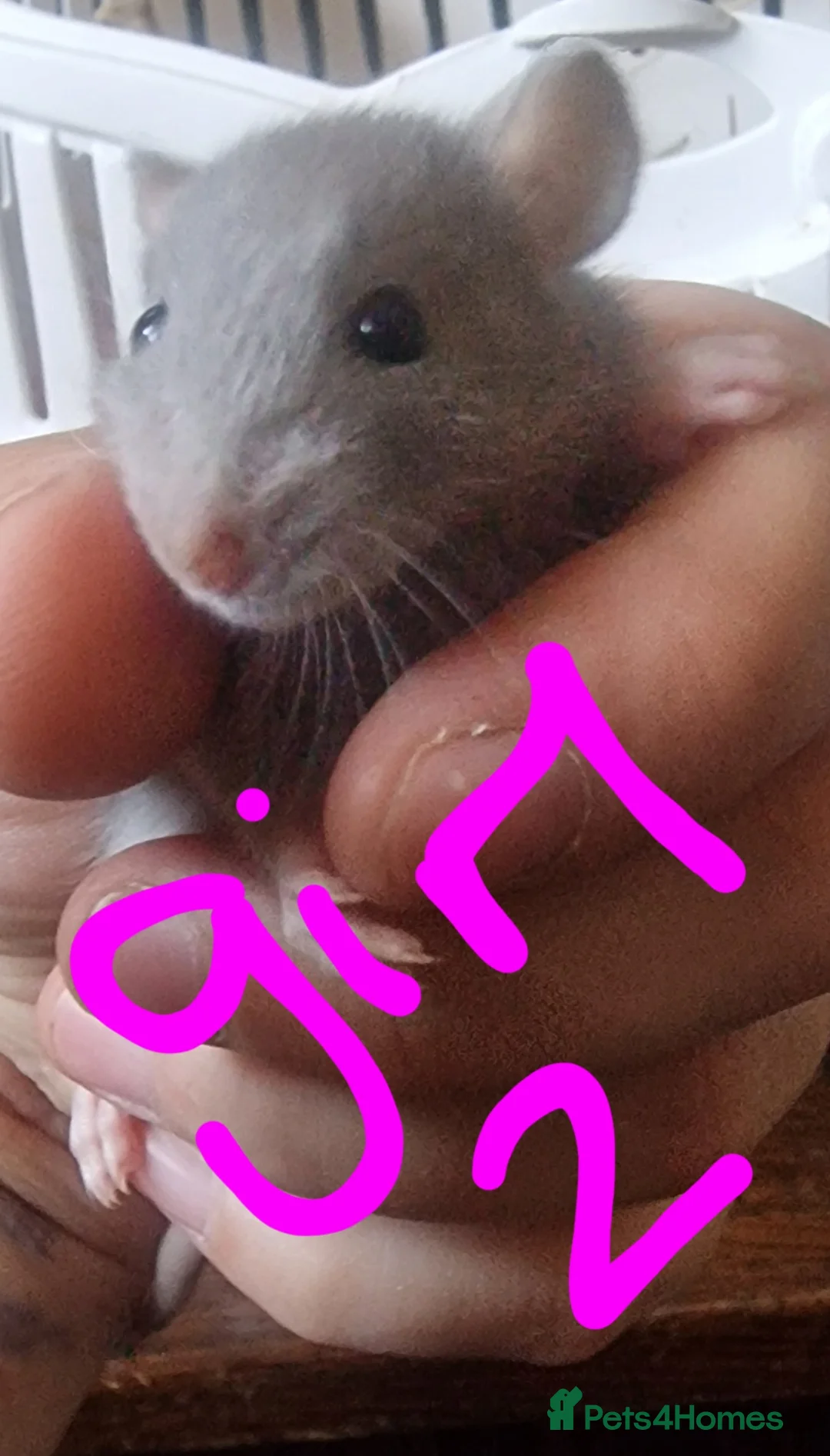 Rat rodents for sale: Baby rats  - Advert 7