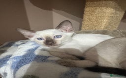 Siamese cats for sale: 6 cute Siamese kittens available  - Image 8
