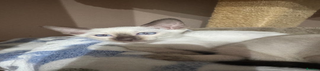 Siamese Kitten 1