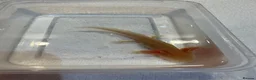 Axolotl reptiles for sale: Axolotl Jeuveniles  - Advert 14