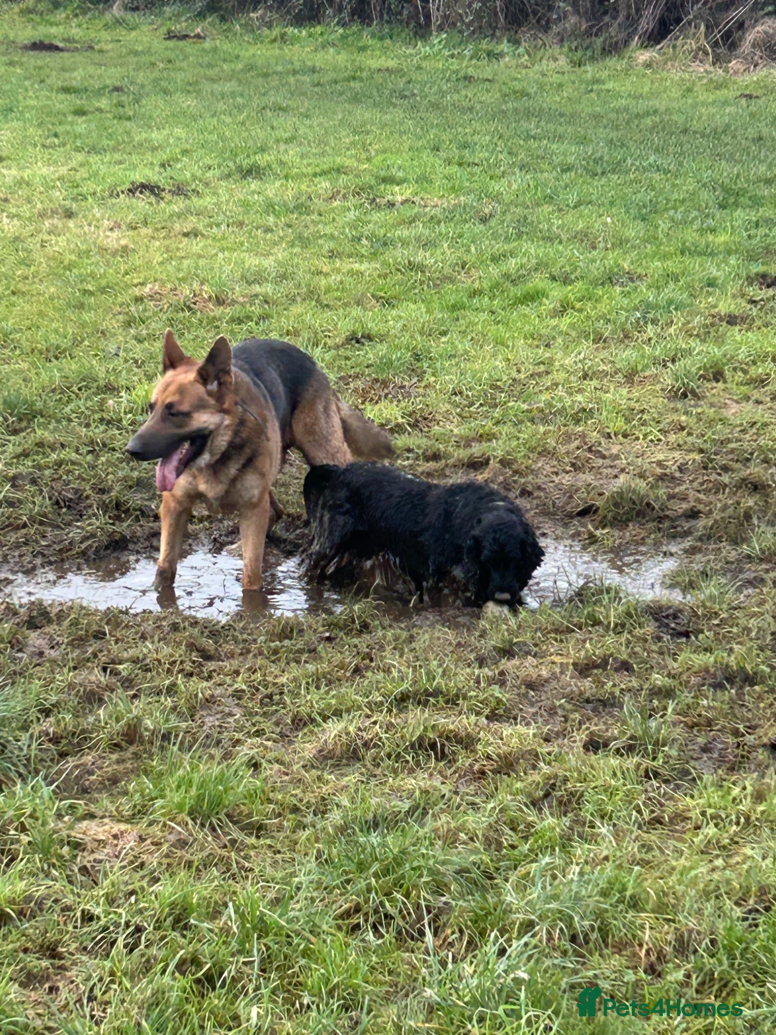 German Shepherd dogs 4 year old German Shepard  - Advert 1