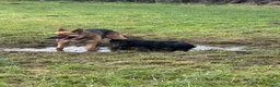 German Shepherd dogs for sale: 4 year old German Shepard  - Advert 1