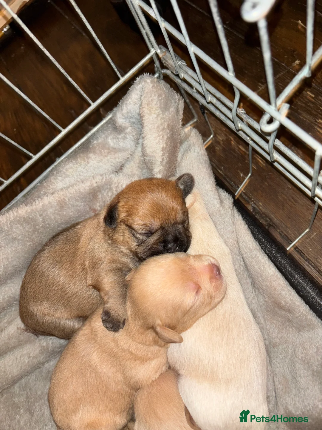 Mixed Breed dogs for sale: Floodles - Advert 5