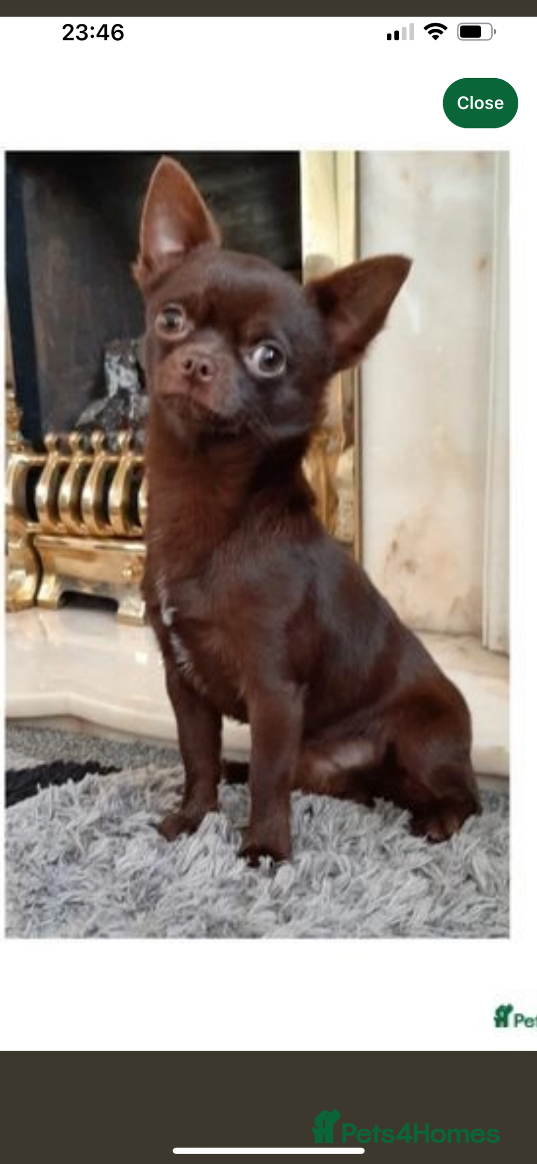 Chihuahua dogs for sale: KC Reg short-hair Chihuahua apple-headed puppies - Advert 12