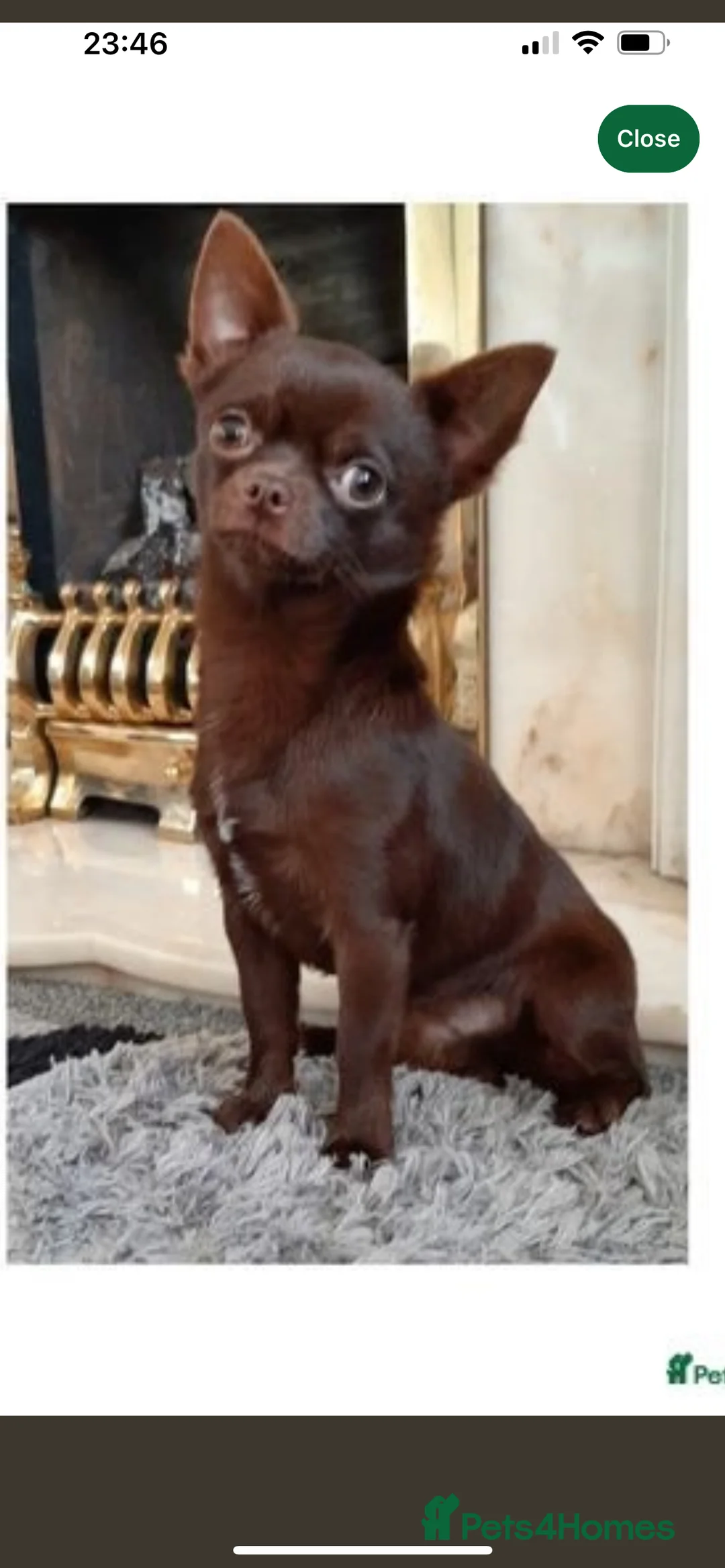 Chihuahua dogs for sale: KC Reg short-hair Chihuahua apple-headed puppies - Advert 20