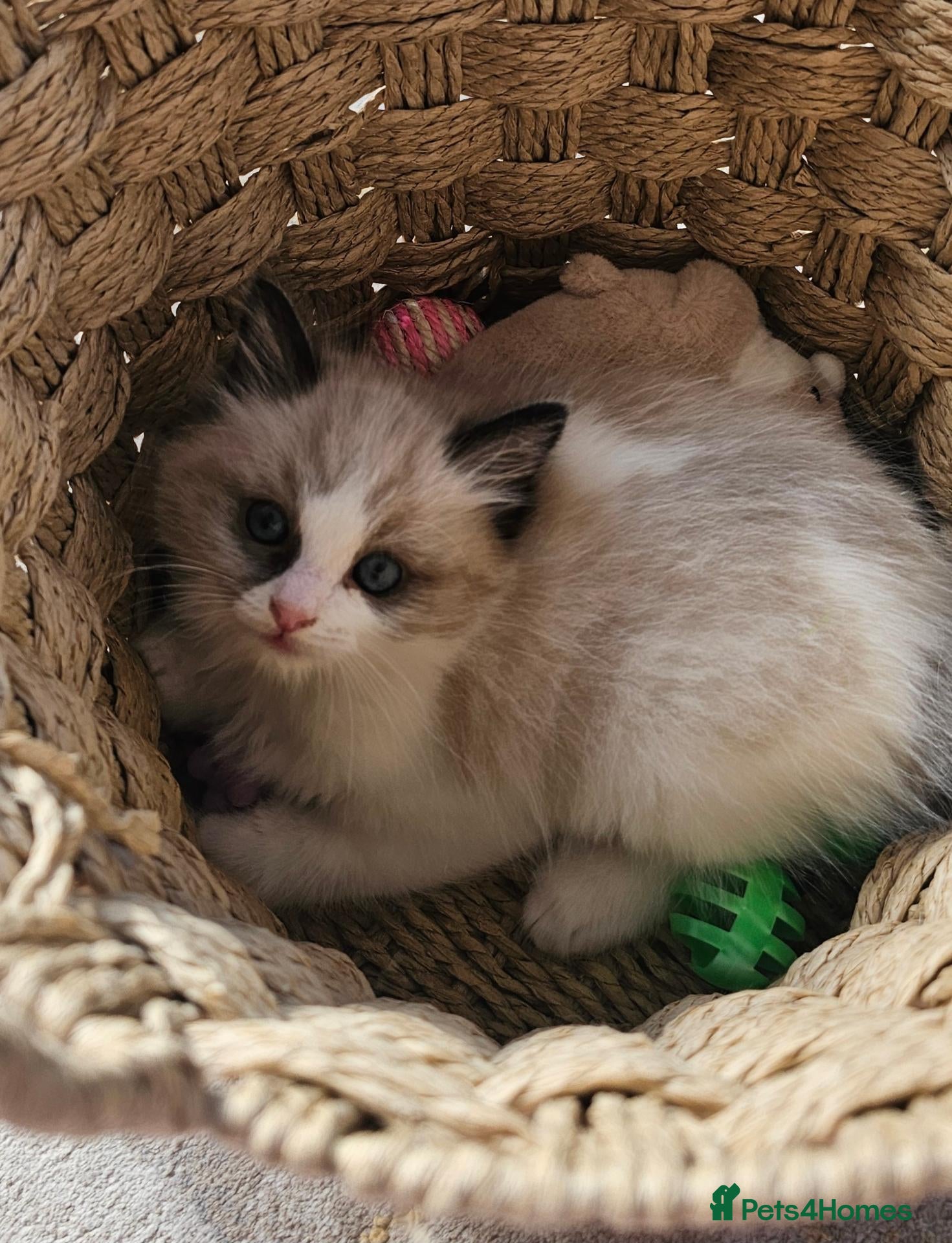 Ragdoll cats for sale: Purebred Pedigree Ragdoll kittens - Advert 1