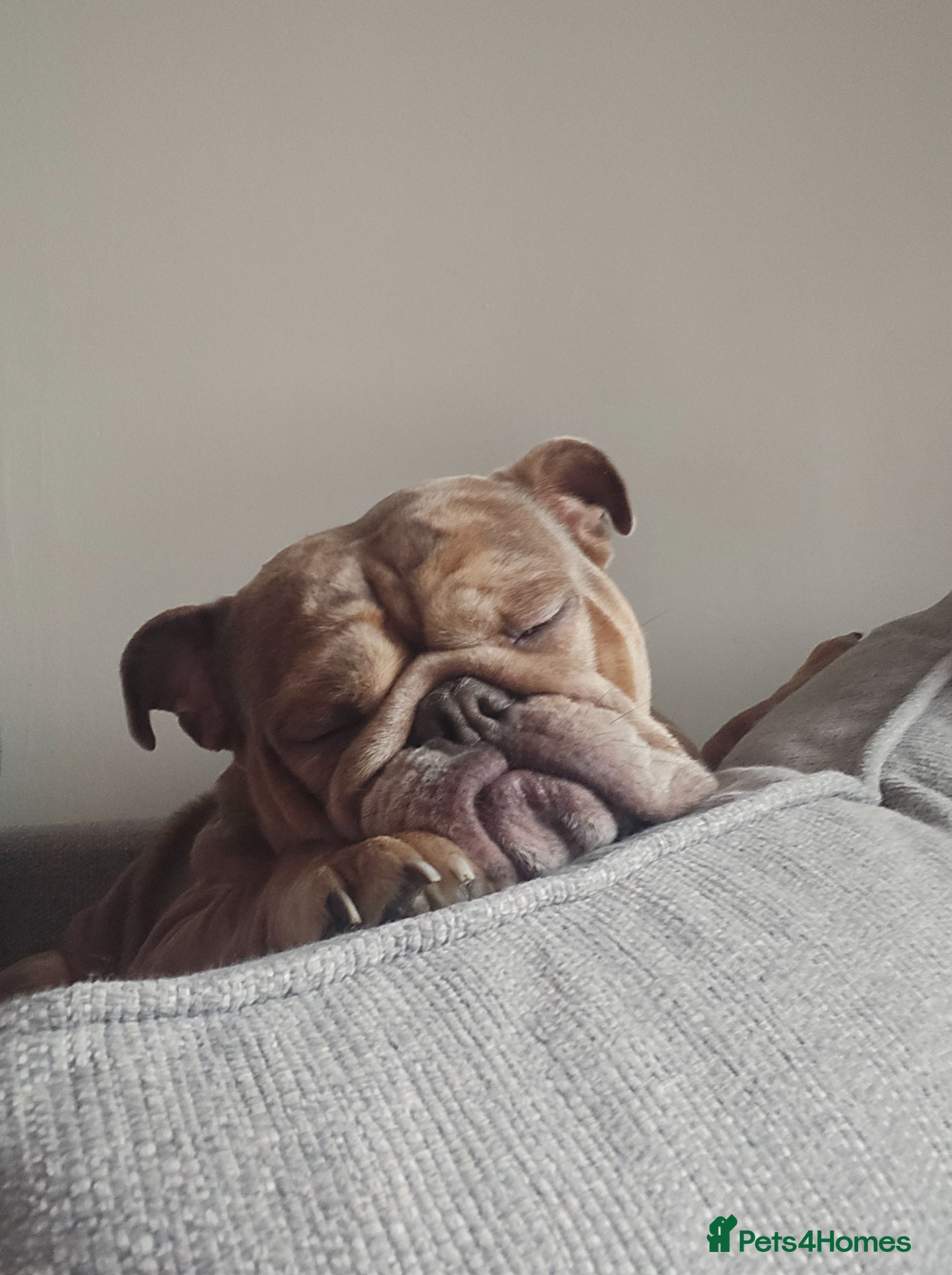 English Bulldog dogs Female bulldog  - Advert 2