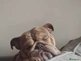 English Bulldog dogs Female bulldog - Advert 2