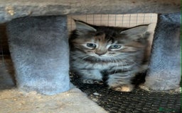 Maine Coon cats for sale: Stunning American Maine coons  - Image 6