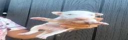 English Bull Terrier dogs for sale: English bull terrier puppies  - Advert 23