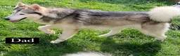 Alaskan Malamute dogs for sale: Beautiful Alaskan Malamutes Puppies For Sale - Advert 13
