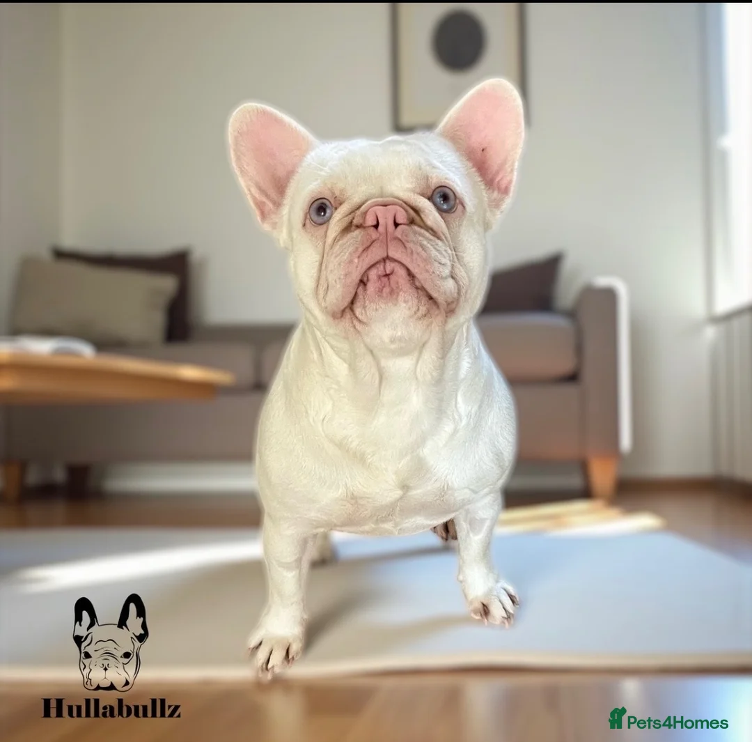 French Bulldog dogs for sale: Spayed 2 year old female French bulldog  - Advert 2