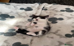 Domestic Shorthair cats for sale: 3 gorgeous kittens - Image 8
