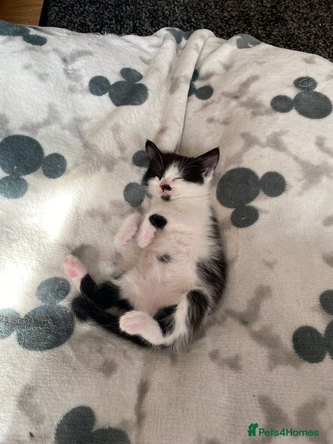 Domestic Shorthair cats for sale: 3 gorgeous kittens - Image 8