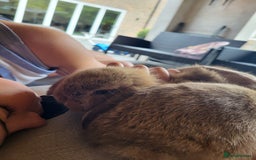 Mini Lop rabbits for sale: Mini Lop Bunnies Ready to leave shortly - Image 9
