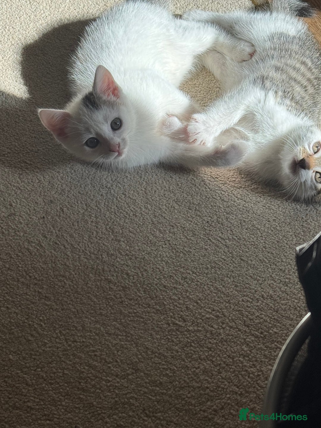 Mixed Breed cats for sale: Female kitten  - Image 3