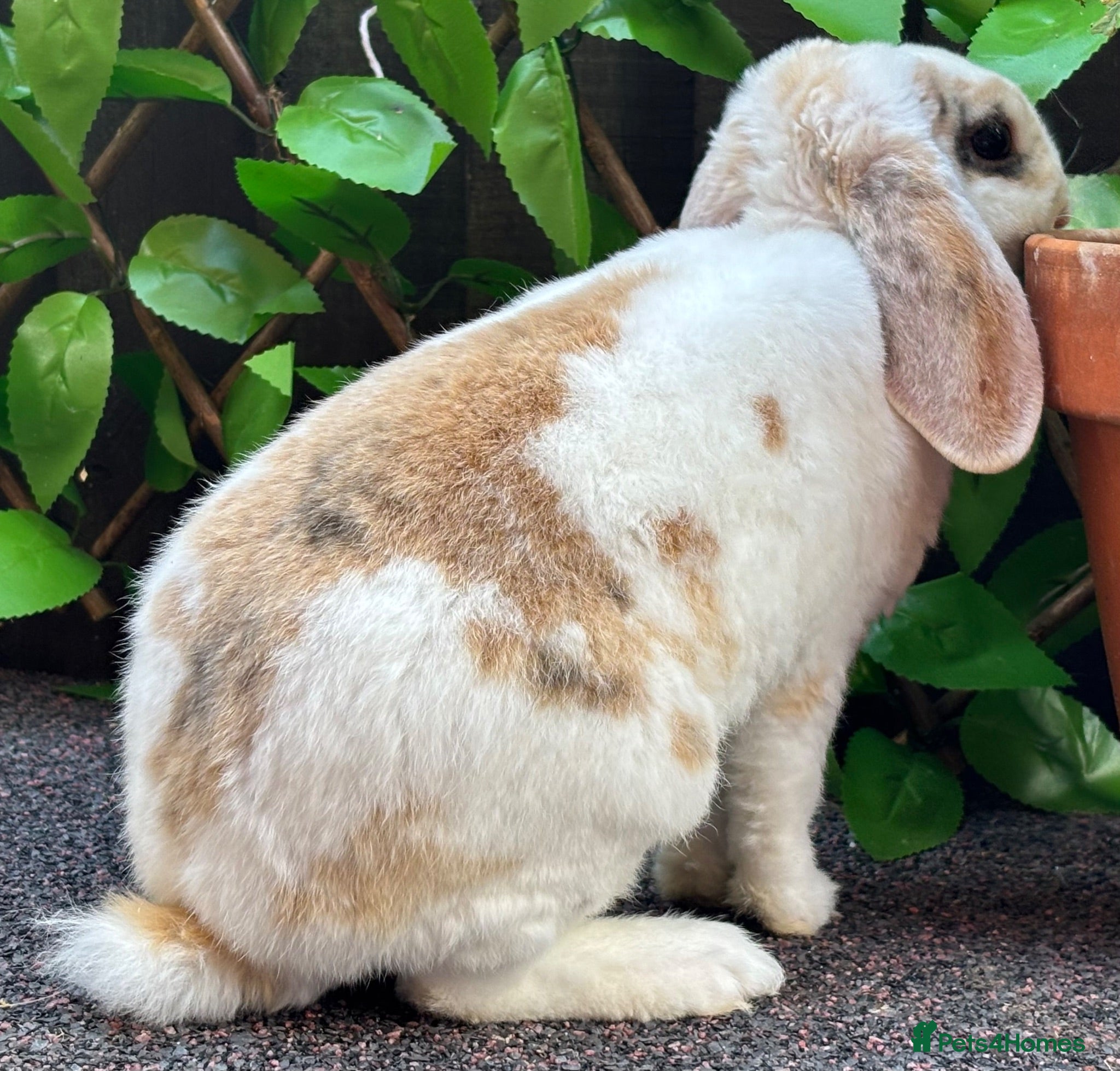 Mini Lop rabbits Mini Plush Lop - Hypoallergenic Fur. - Advert 11