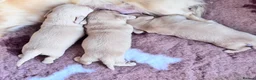 Miniature Dachshund dogs for sale: Stunning Cream Miniature Dachshund Girls  - Advert 5