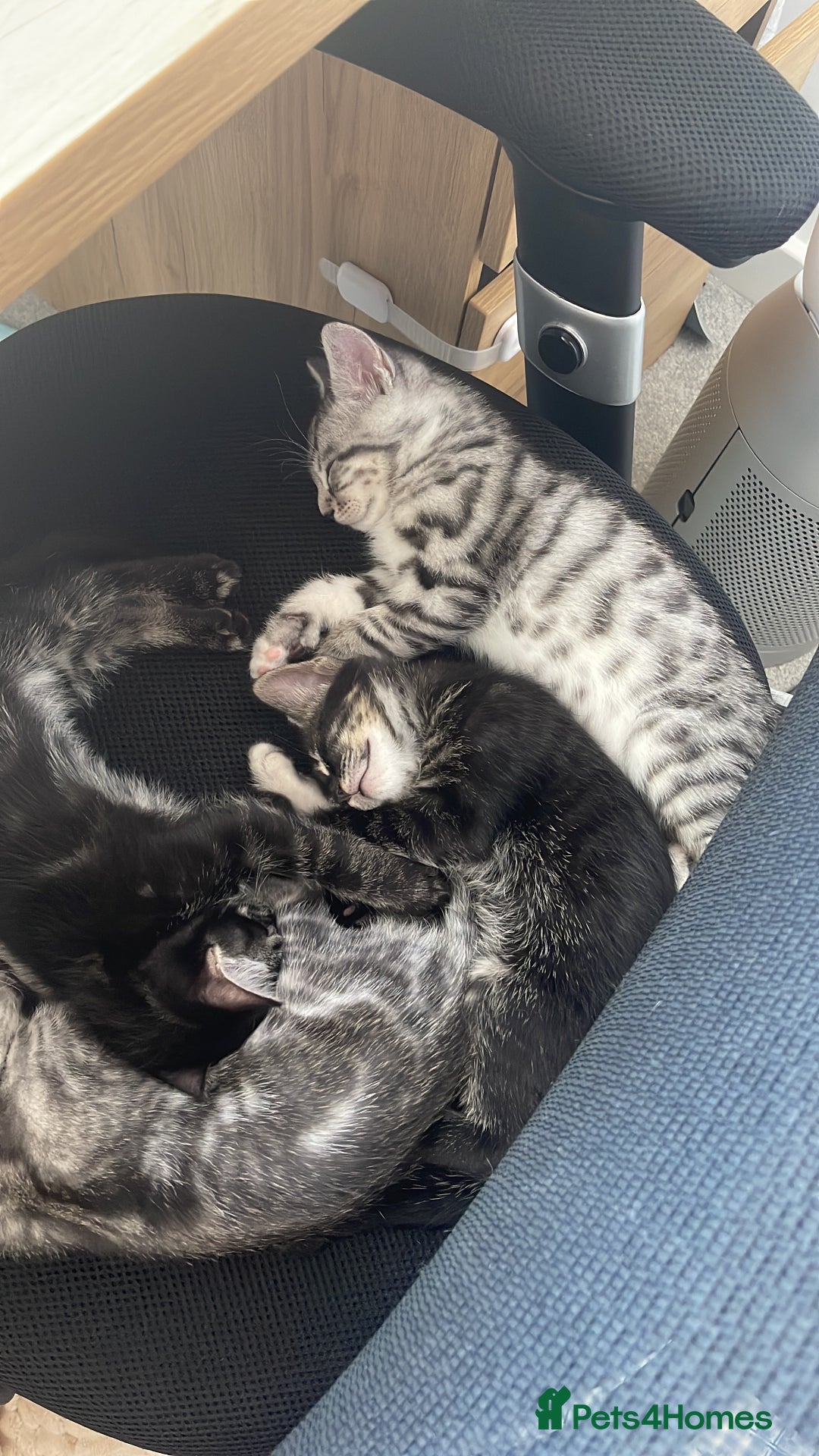 Bengal cats for sale: Adorable kittens looking for their forever homes  - Image 6