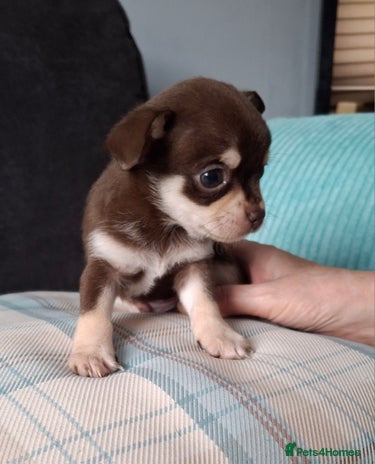 Chihuahua dogs - Advert 4