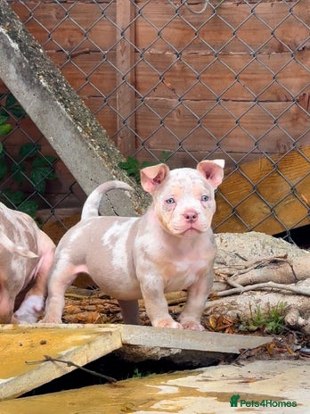 American Bully dogs - Advert 5