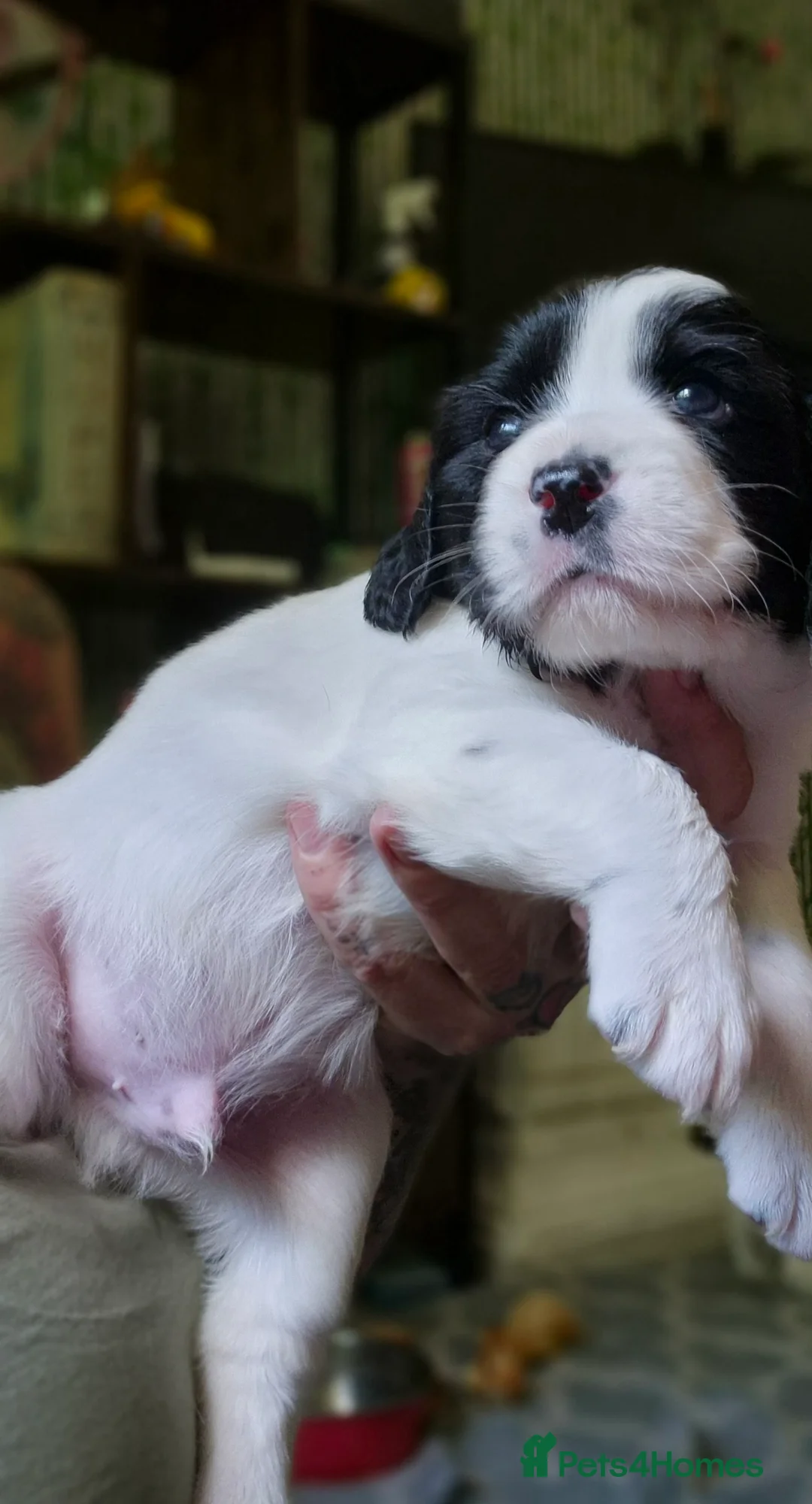 Mixed Breed dogs for sale: Jack a bee cross sprollie puppies  - Advert 8