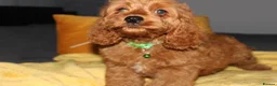 Cockapoo dogs for sale: Yankee Doodle Puppies F1 – American Cockapoos - Advert 3