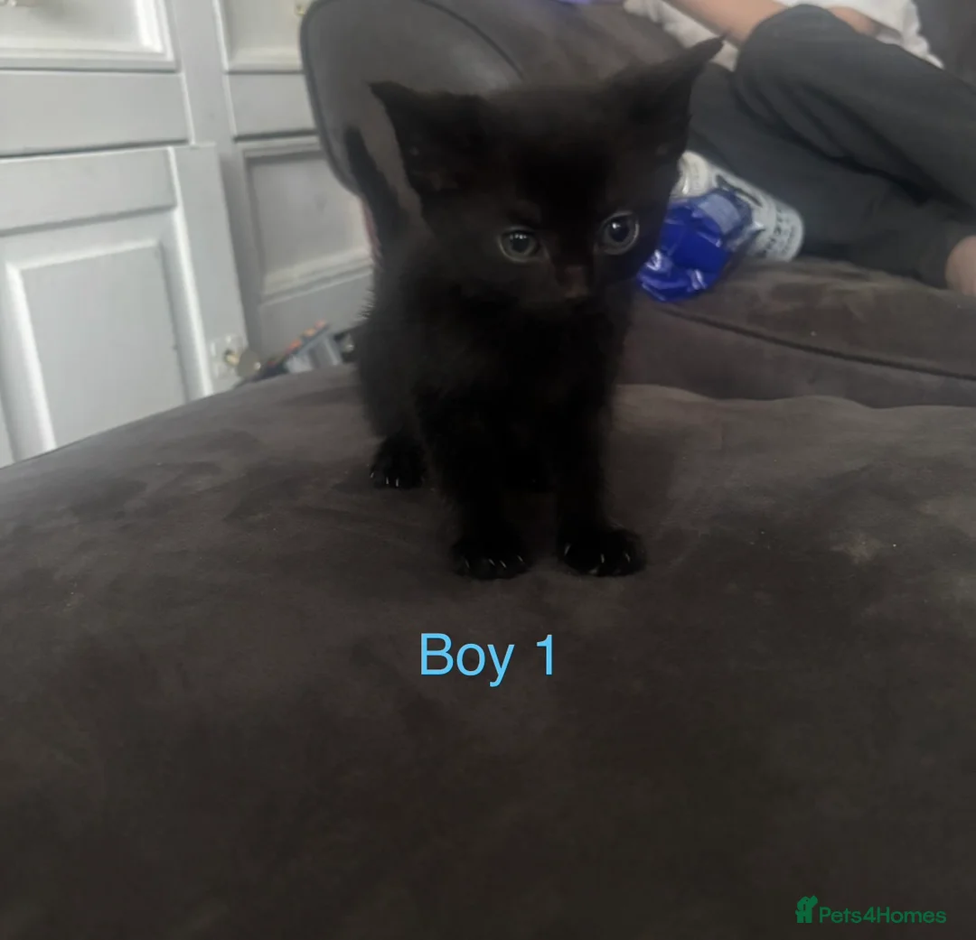 Domestic Shorthair cats for sale: READY TO COLLECT KITTENS - Advert 1