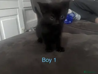 Domestic Shorthair cats READY TO COLLECT KITTENS - Advert 4