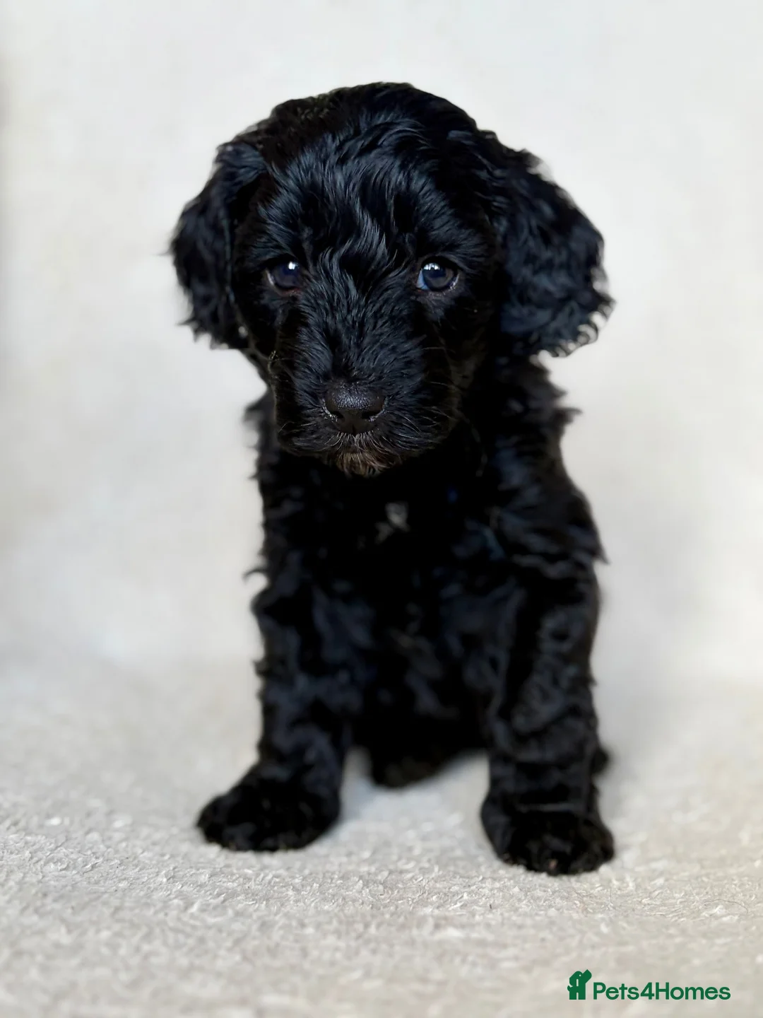 Cockapoo dogs for sale: Unique and exquisite pups  - Advert 10