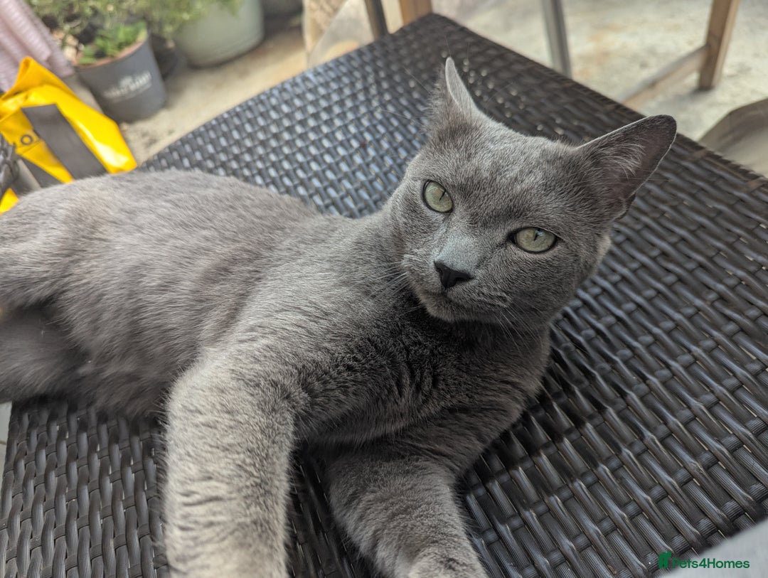 Russian Blue cats for sale: Affectionate Adult Male Cat for Sale - Image 9