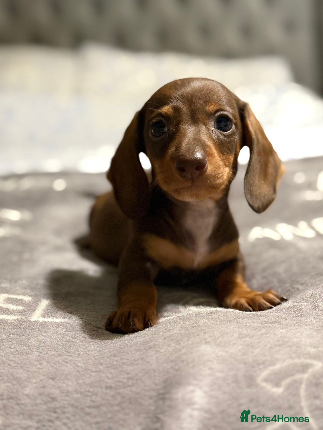 Dachshund dogs for sale: Beautiful dachshunds - Image 5