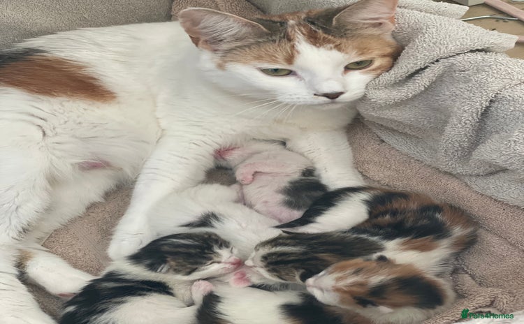 Domestic Shorthair cats Female kitten for sale - Advert 3