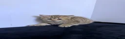 Scottish Fold cats for sale: The Stunning Scottish Fold kittens are ready - Advert 27