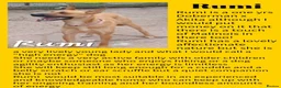 Mixed Breed dogs for sale: Rescue Dogs in need of Loving Homes - Advert 4