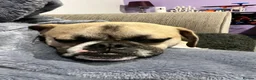 Mixed Breed dogs for sale: Pug cross (pixie,Dusty,Roxie) - Advert 7