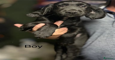 Cocker Spaniel dogs - Advert 2