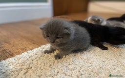 Mixed Breed cats for sale: British Shorthair x Ragdoll - mixed prices  - Image 3
