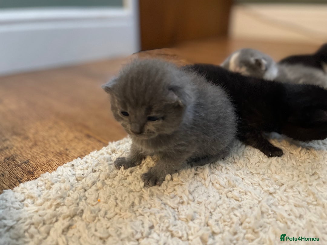 Mixed Breed cats for sale: British Shorthair x Ragdoll - mixed prices  - Image 3