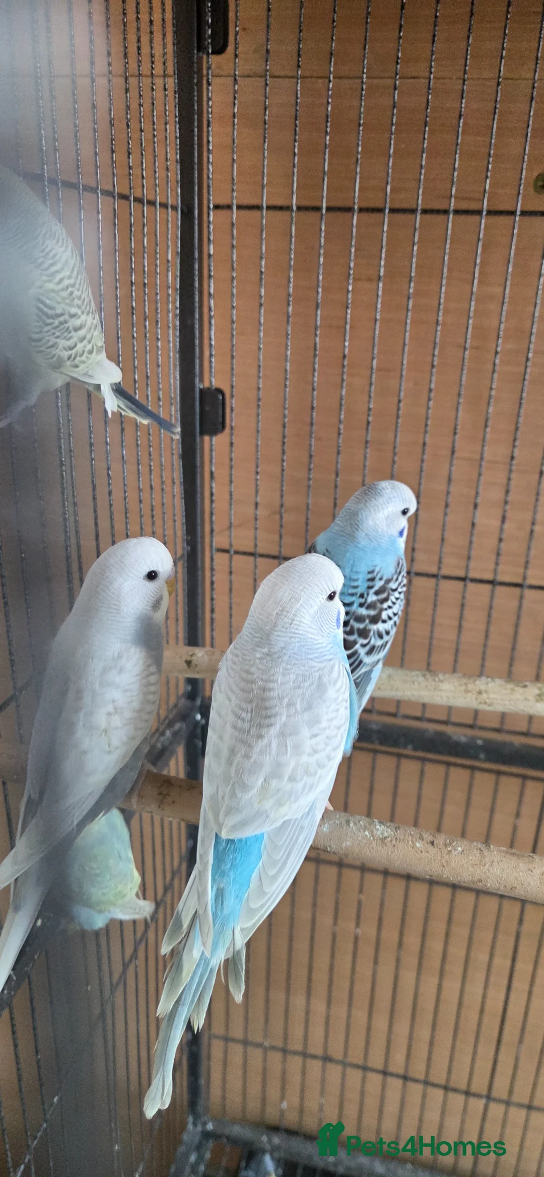 Budgerigars birds for sale: Baby buddies for sake - Advert 1