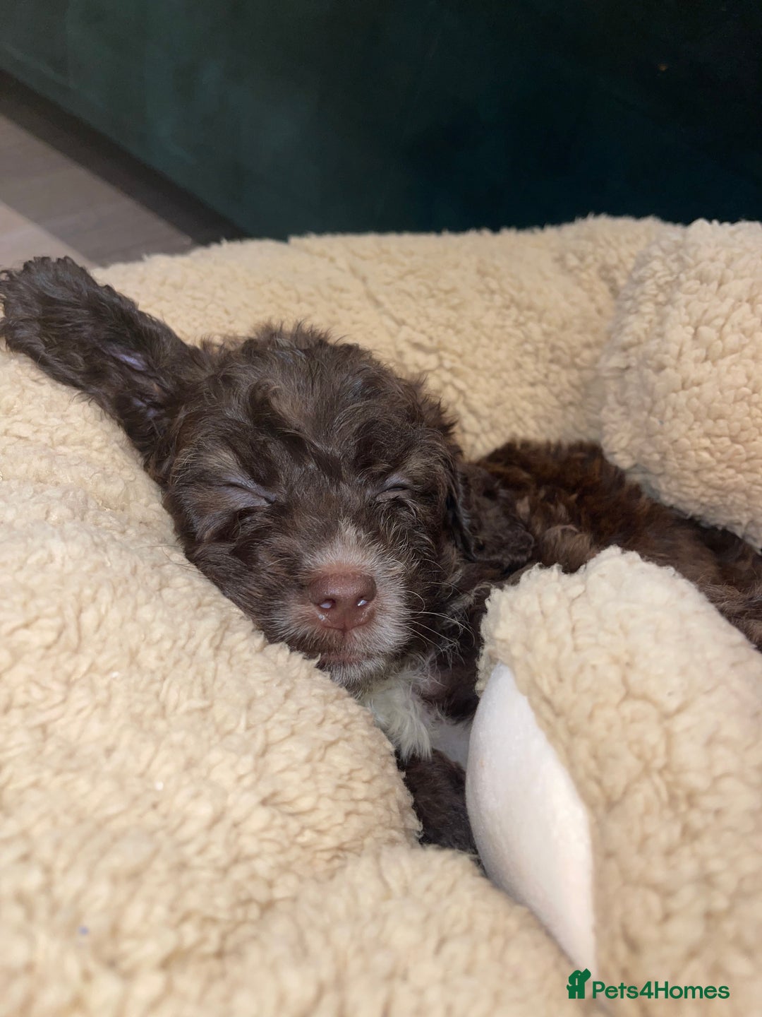 Cockapoo dogs for sale: Cockapoo Puppy Rehome - Advert 2