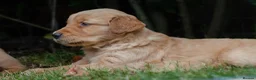 Golden Retriever dogs for sale: READY GOLDEN RETREVER KC PUPPIES - Advert 29