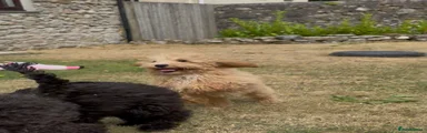 Miniature Poodle 2