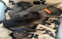 Staffordshire Bull Terrier dogs for sale: Blue staffy pups (mum is champion bred kc) - Image 12