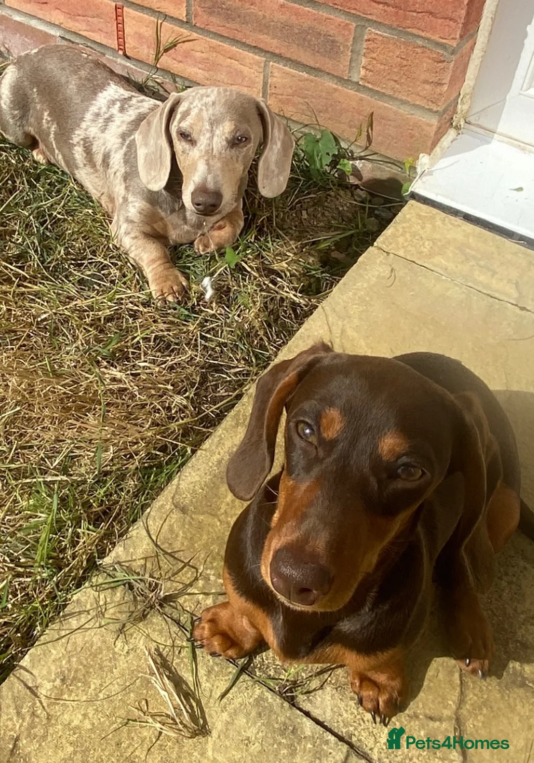 Miniature Dachshund dogs for sale: 3 Beautiful miniature dachshund  - Advert 2