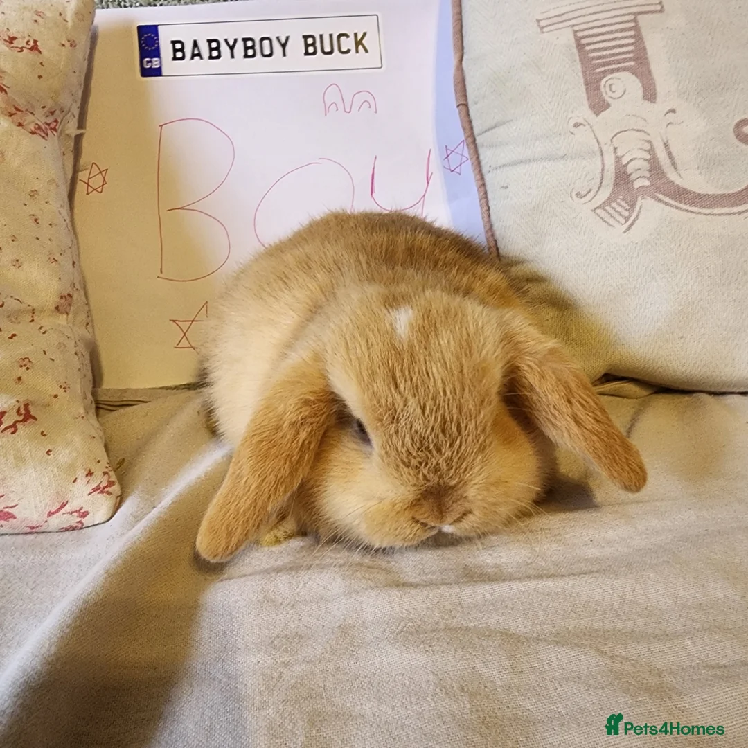 Mini Lop rabbits for sale: Stunning Mini Lops from Keeper's Mini Lops  - Advert 1