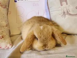 Mini Lop rabbits Stunning Mini Lops from Keeper's Mini Lops - Advert 8