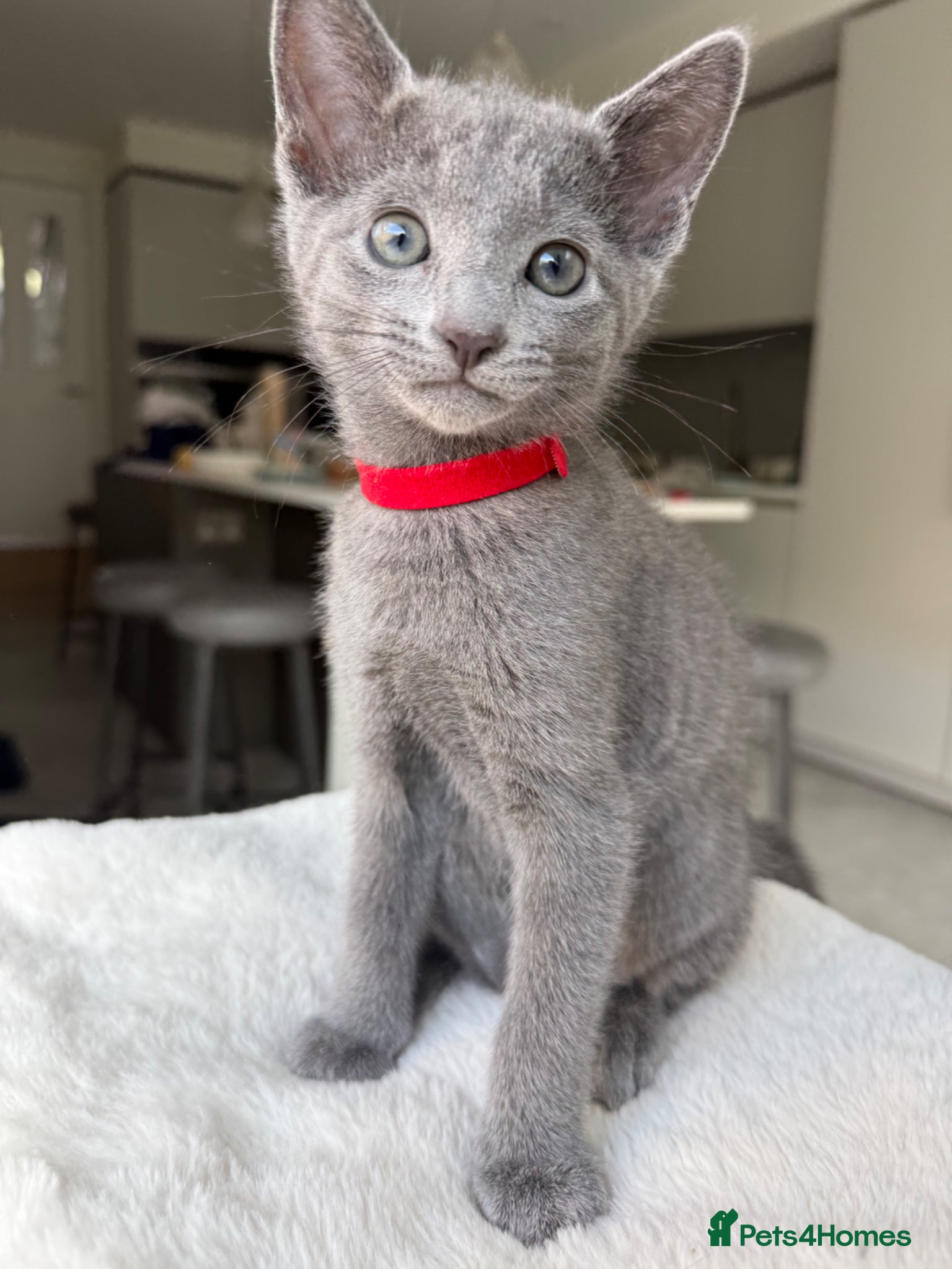 Russian Blue cats for sale: Pure Russian blue kittens with emerald green eyes! in London - Advert 11